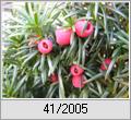 Eibe (Taxus baccata)