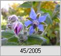 Boretsch (Borago officinalis)