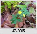 Scharfer Hahnenfu (Ranunculus acris)