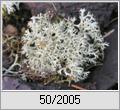 Islndisches Moos (Cetraria islandica)