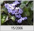 Leberblmchen (Hepatica nobilis)