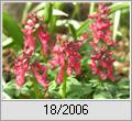 Lerchensporn (Corydalis solida)