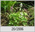 Hohler Lerchensporn (Corydalis cava)