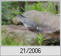 Ringeltaube (Columba palumbus)