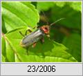 Gemeiner Weichkfer (Cantharis fusca)