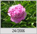 Pfingstrose (Paeonia)