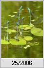 Hufeisen-Azurjungfer (Coenagrion puella)