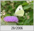 Groer Kohlweiling (Pieris brassicae)