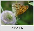 Kaisermantel (Argynnis paphia)