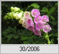 Fingerhut (Digitalis pupurea)