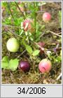 Grofrchtige Moosbeere (Vaccinium macrocarpon)