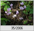 Herbstalpenveilchen (Cyclamen hederifolium)