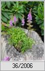 Astilbe Gnom (Astilbe simplicifolia)