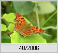 C-Falter (Polygonia c-album)