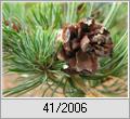 Mdchenkiefer (Pinus parviflora f. glauca)