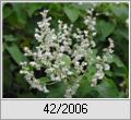 Schlingknterich (Fallopia aubertii, Polygonum aubertii)