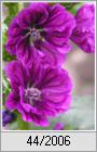 Wilde Malve (Malva sylvestris)