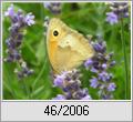 Groes Ochsenauge (Maniola jurtina) an Lavendel