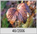 Echtes Mdes (Filipendula ulmaria) im Herbst