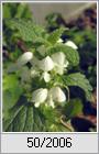 Taubnesselblte im Dezember (Lamium album)