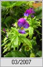 Stiefmtterchen (Viola tricolor)