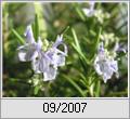 Rosmarin (Rosmarinus officinalis)