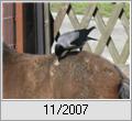 Nebelkrhe (Corvus corone cornix)