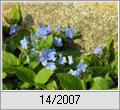 Gedenkemein (Omphalodes verna)