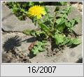 Wiesenlwenzahn (Taraxacum officinale)