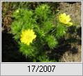 Adonisrschen (Adonis vernalis)