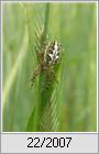 Eichenblatt-Radspinne (Aculepeira ceropegia)