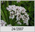 Groer Baldrian (Valeriana officinalis)