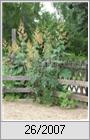 Federmohn (Macleaya cordata)