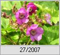 Zimt-Himbeere (Rubus odoratus)