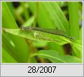 Weidenjungfer (Lestes viridis) frisch geschlpft