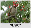 Junger Feldsperling (Passer montanus)