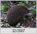 Igel (Erinaceus europaeus)