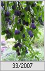 Bauernpflaume (Prunus domestica)