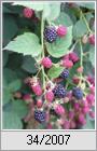 Brombeere (Rubus fruticosus)