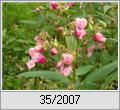 Gartenspringkraut (Impatiens balsamina)