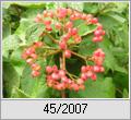 Wolliger Schneeball (Virburnum lantana)