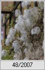 Herbstzierde (Clematis tangutica)