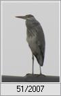 Graureiher (Ardea cinerea)