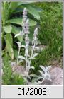 Wollziest (Stachys byzantina)