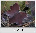 Purpurglckchen (Heuchera americana)