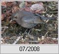 Amsel (Turdus merula)