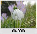 Schneeglckchen (Galanthus nivalis)