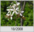 Kupferfelsenbirne (Amelanchier lamarckii)