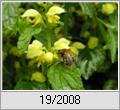 Silberblttrige Goldnessel (Lamium argentatum)