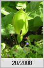 Gefleckter Aronstab (Arum maculatum)